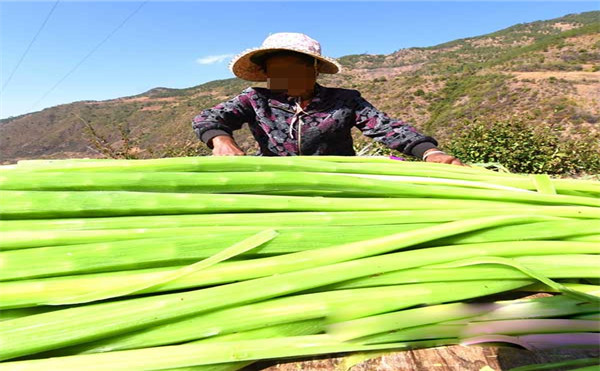 贡菜批发厂家