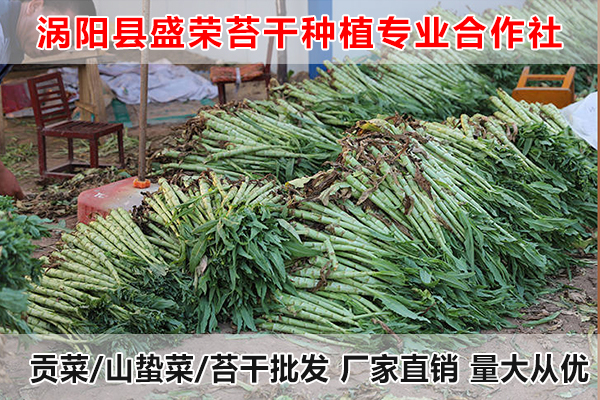 贵州哪里有供应大量贡菜厂家