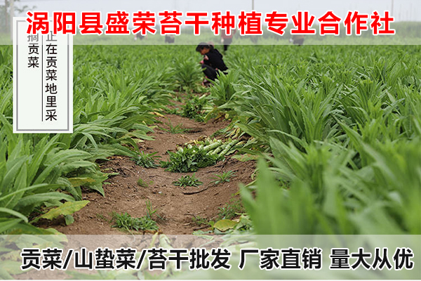 无锡哪里有贡菜供应厂