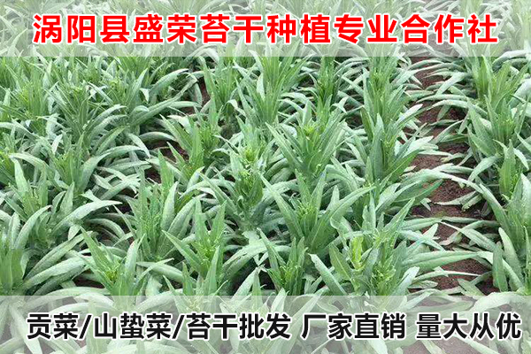 宿州哪里有批发大量贡菜厂