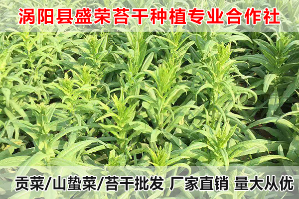 辽宁哪里有批发大量贡菜厂家电话