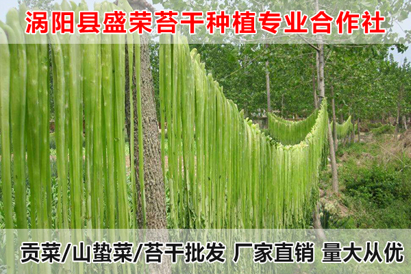 绍兴哪里有批发贡菜厂家电话